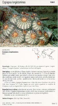 Copiapoa longistaminea