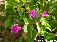 Mirabilis jalapa MCA P1140122  Mirabilis jalapa (Nyctaginaceae)