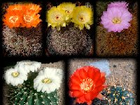 Acanthocalycium