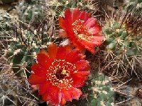 Acanthocalycium erythranthum HZ90 FA  Acanthocalycium erythranthum HZ90 FA