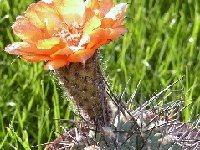 Acanthocalycium ferrari ex variiflorum CA  Acanthocalycium ferrari P48a Amaicha del Valle, Tucuman, ARG ex variiflorum FA