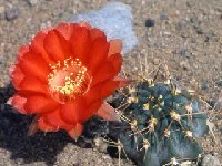 Acanthocalycium glaucum rubriflorum ©JLcoll.4834  Acanthocalycium glaucum rubriflorum FA ex DH1197-91 AdB