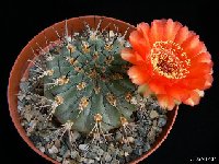 Acanthocalycium munitum (red fl.) P1260382  Acanthocalycium munitum (red fl.) WR772 Jujuy-Salta-Catamarca, Argentina †