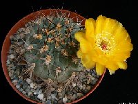 Acanthocalycium munitum (yellow fl.) P1260383  Acanthocalycium munitum (yellow fl.) WR772 Jujuy-Salta-Catamarca, Argentina †