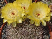 Acanthocalycium thionanthum catamarcense B183 ©JLcoll.13  Acanthocalycium thionanthum ssp catamarcense B183 JLcoll.13