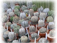 Astrophytum