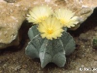 Astrophytum myriostigma ©JLcoll.487  Astrophytum myriostigma FA ex K