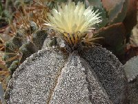 Astrophytum myriostigma v. quadricostatum ®JLcoll.491  Astrophytum myriostigma v. quadricostatum FA