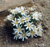 - Blossfeldia mix ©JL011 Blossfeldia mix old seeds 0.1€ 250 seeds