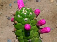 Borzicactus