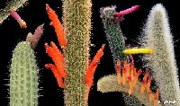 - Cleistocactus mix ©JL Cleistocactus mix JL ol seeds 0.1€ 200 seeds