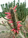 Cleistocactus candelilla ©JLcoll.667 Cleistocactus candelilla MCA