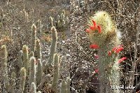 Cleistocactus hyalacanthus Volcan, Jujuy, Argentina ©JL Cleistocactus hyalacanthus FC