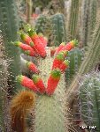 Cleistocactus smaragdiflorus ©JLcoll.679 Cleistocactus smaragdiflorus (villamontesii) RCB