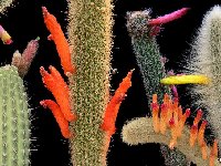 - Cleistocactus mix ©JL  Cleistocactus mix JL ol seeds 0.1€ 200 seeds