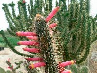 Cleistocactus candelilla ©JLcoll.667  Cleistocactus candelilla MCA