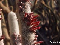 Cleistocactus strausii ©JLcoll  Cleistocactus strausii FC