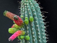 Cleistocactus tominensis ©G.Ardisson Coll  Cleistocactus tominensis FC