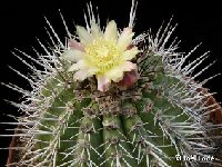 Copiapoa