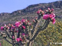 Cylindropuntia