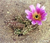 Echinocereus pentalophus ssp. procumbens JLcoll.1241 Echinocereus pentalophus ssp. procumbens FA