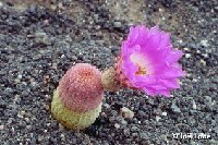 Echinocereus rigidissimus rubispinus Lau088 JL1255 Echinocereus rigidissimus rubispinus Lau088 Sierra Obscura, Chihahua, Mexico FC