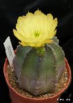 Echinocereus subinermis JLcoll.1280 Echinocereus subinermis FA+JLcoll.1280