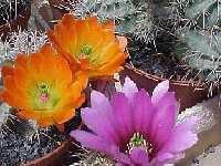 - Echinocereus mix Collection JL2  Echinocereus mix old seeds 0.1€ 200 seeds