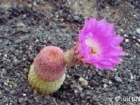 Echinocereus rigidissimus rubispinus Lau088 JL1255  Echinocereus rigidissimus rubispinus Lau088 Sierra Obscura, Chih., MX FC