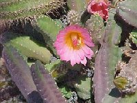 Echinocereus scheeri gentryi JLcoll.1262  Echinocereus scheeri ssp. gentryi L087 Sierra Obscura, Chih.-Son. MX †