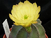 Echinocereus subinermis JLcoll.1280  Echinocereus subinermis FA+JLcoll.1280