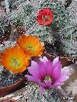 - Echinocereus mix Collection JL2 Echinocereus mix old seeds 0.1€ 200 seeds