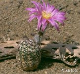 Echinocereus adustus Lau 646 Cosihuiriachic, Chihuahua, Mexico ©JLcoll.1153 Echinocereus adustus Lau 646 Cosihuiriachic, Chihuahua, Mexico FA