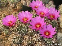 Echinocereus barthelowanus ©Juergen Menzel Echinocereus barthelowanus BC, Mexico JM