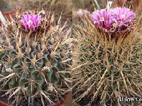 Echinofossulocactus crispatus guerraianus (young-old) JLcoll.1312  Echinofossulocactus crispatus guerraianus FA ex JLcoll.1312