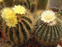 Eriocephala (ex Parodia-Notocactus-Eriocactus)