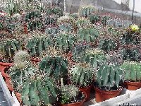 - Ferocactus mix JLcoll  Ferocactus mix old seeds 0.1€ 250 seeds