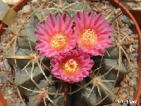 Ferocactus macrodiscus JLcoll.1708  Ferocactus macrodiscus (v. multiflorus) FA