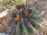 Ferocactus peninsulae ssp vizcainensis MCA IMG-20200611-WA0002  Ferocactus peninsulae ssp vizcainensis MCA (Baja California)