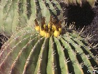 Ferocactus pottsii NK -088  Ferocactus pottsii JL1733