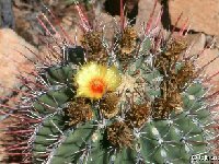 Ferocactus rectispinus BC, Mexico ©JL  Ferocactus rectispinus BC, Mexico JM+JL