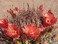 Ferocactus wislizenii ajoensis RickFencl Ajo-Tucson (91)  Ferocactus wislizenii subsp. ajoensis Ajo Mts-Tucson, USA RF