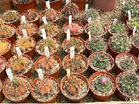 - Gymnocalycium mix collection part JL  Gymnocalycium mix old seeds 0.1€ 1000 seeds!