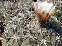 Gymnocalycium bayrianum JL1873  Gymnocalycium bayrianum FA ex JL614