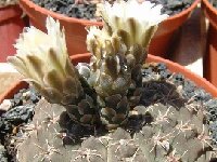 Gymnocalycium bodenbenderianum Dscf0687  Gymnocalycium bodenbenderianum RFPA298.01