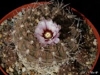 Gymnocalycium bodenbenderianum kozelskyanum P1040374  Gymnocalycium bodenbenderianum kozelskyanum P76A Los Colorados 1100m, LR, ARG