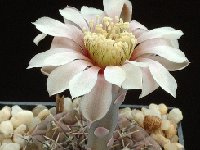 Gymnocalycium bodenbenderianum occultum ©Georges Marchand  Gymnocalycium bodenbenderianum occultum P131b Sierra Ambato Catamarca, ARG