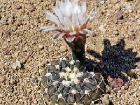 Gymnocalycium bodenbenderianum paucispinum (L479) -120  Gymnocalycium bodenbenderianum paucispinum L479 Salinas Grandes, Santiago del Estero ARG