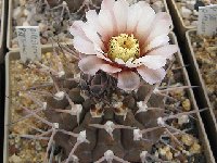 Gymnocalycium bodenbenderianum piltziorum ©M.Wolf  Gymnocalycium bodenbenderianum ssp piltziorum HU1624 Aimogasta, LR, ARG