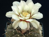 Gymnocalycium bodenbenderianum riojense ©Georges Marchand (PG, Argentina)  Gymnocalycium bodenbenderianum ssp riojense (Argentina) PG